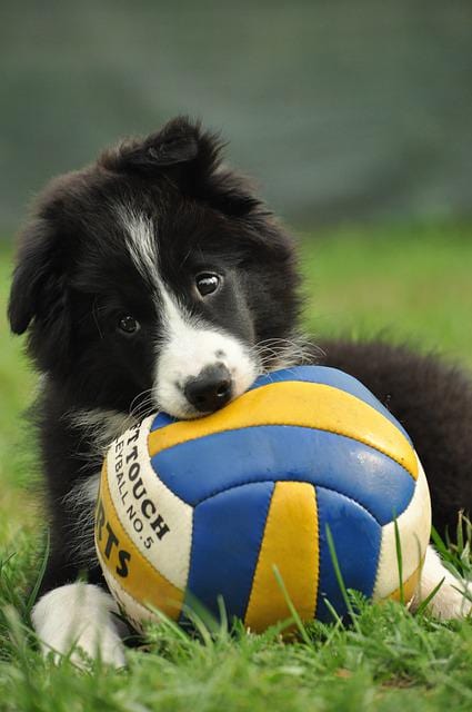 Border Collie Puppy Dog Paint By Number Kit