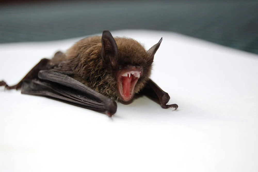 Paint By Numbers | Bat - Brown And Black Bat Opening Mouth