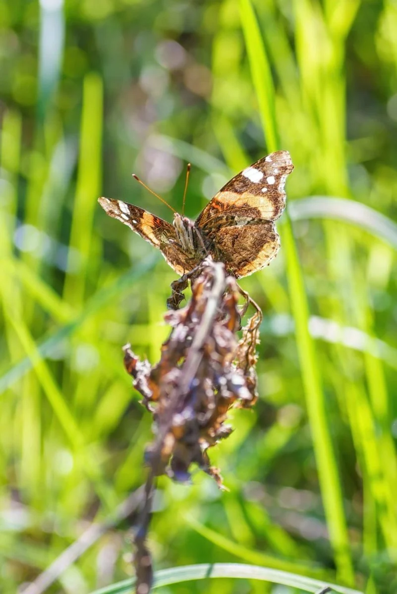 Paint By Numbers | Shrew - Brown And Black Butterfly On Purple Flower