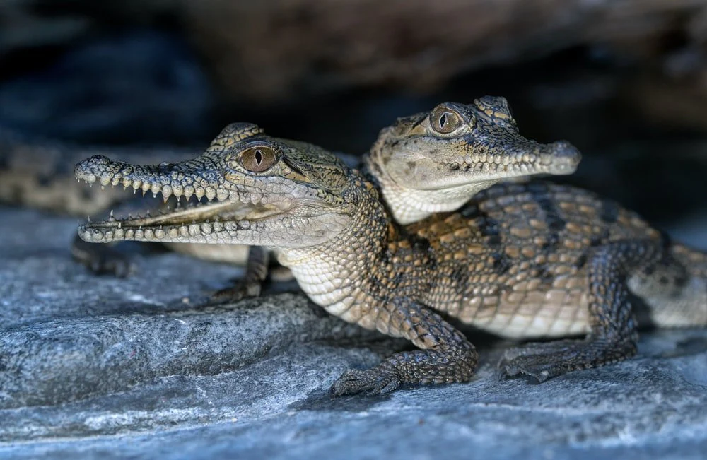 Paint By Numbers | Alligator - Brown And Black Crocodile On Gray Rock
