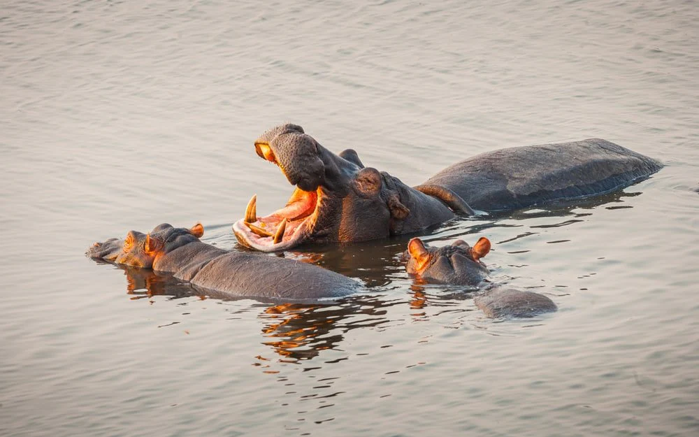 Paint By Numbers | Hippopotamus - Brown And Black Crocodile On Water During Daytime