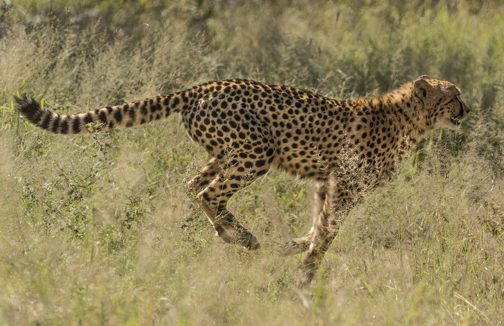 Paint By Numbers | Cheetah - Brown And Black Jaguar