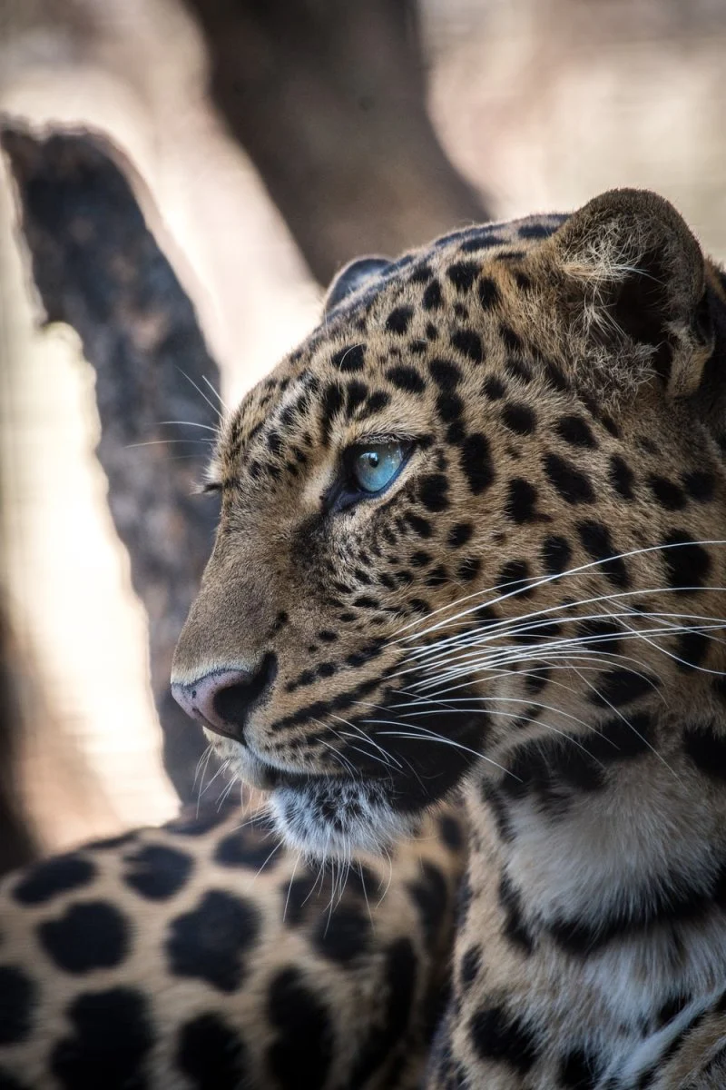 Paint By Numbers | Leopard - Brown And Black Leopard