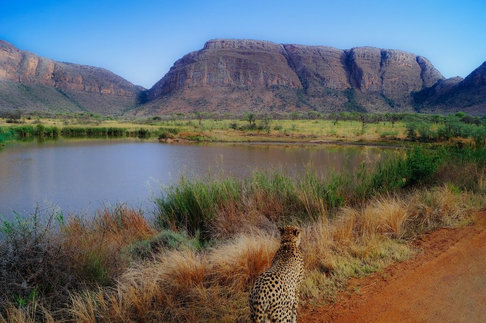 Paint By Numbers | Cheetah - Brown And Black Leopard On Brown Grass Field Near Lake During Daytime