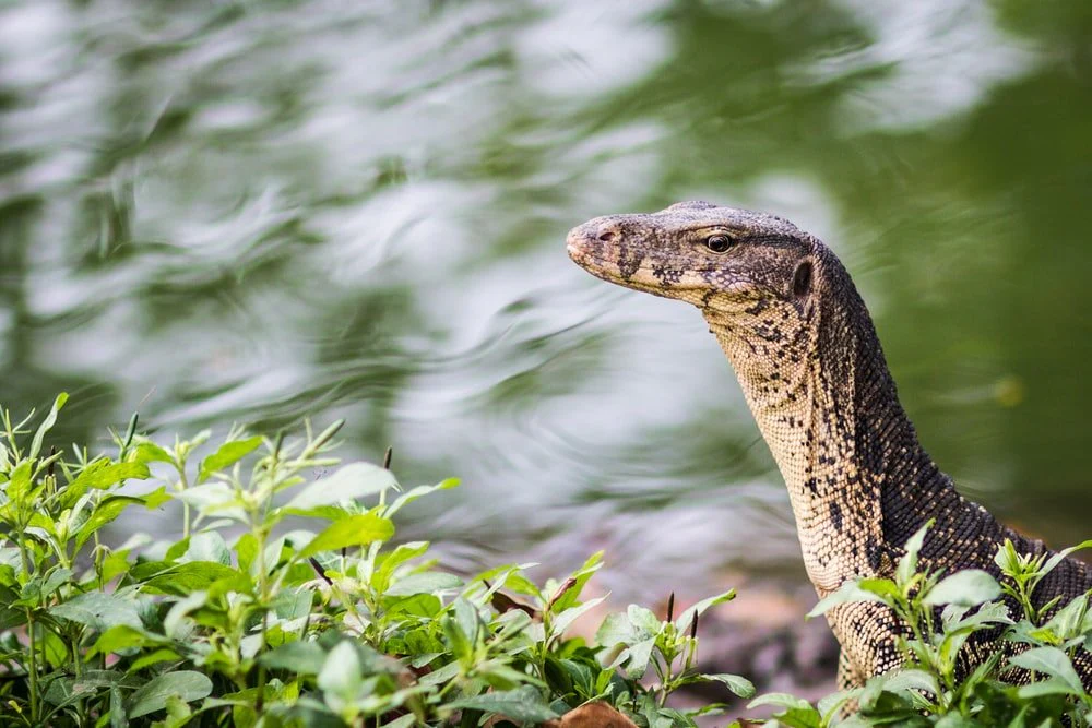 Paint By Numbers | Monitor Lizard - Brown And Black Reptile On Water