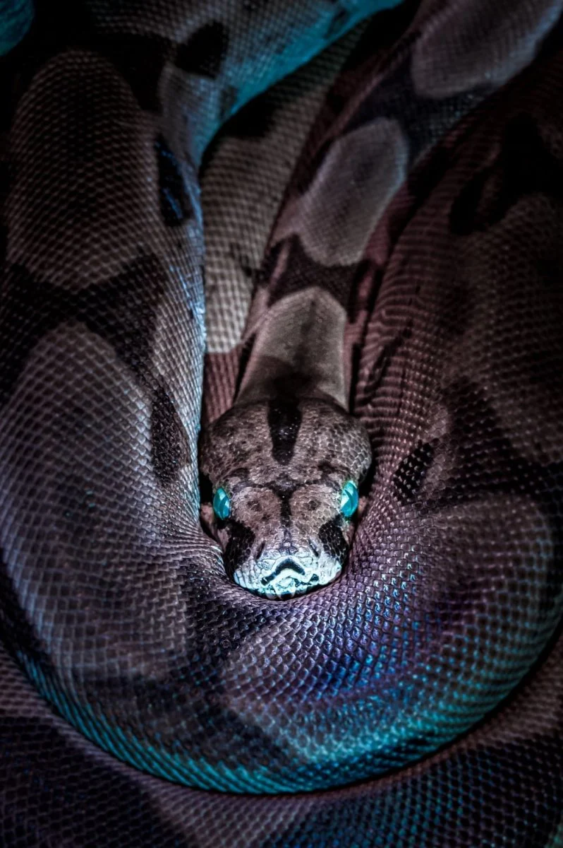 Paint By Numbers | Snake - Brown And Black Snake