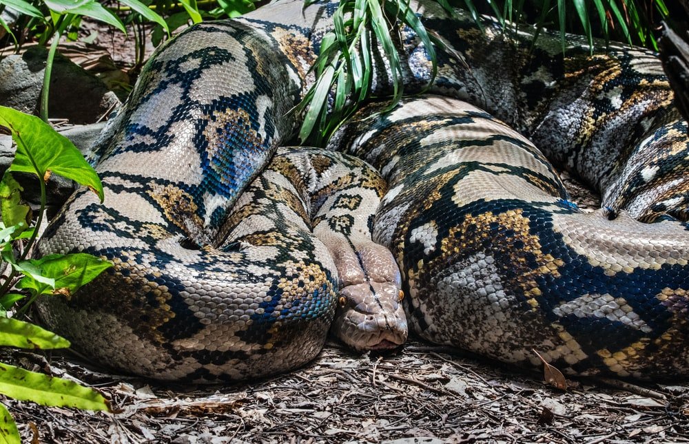 Paint By Numbers | Anaconda - Brown And Black Snake On Ground