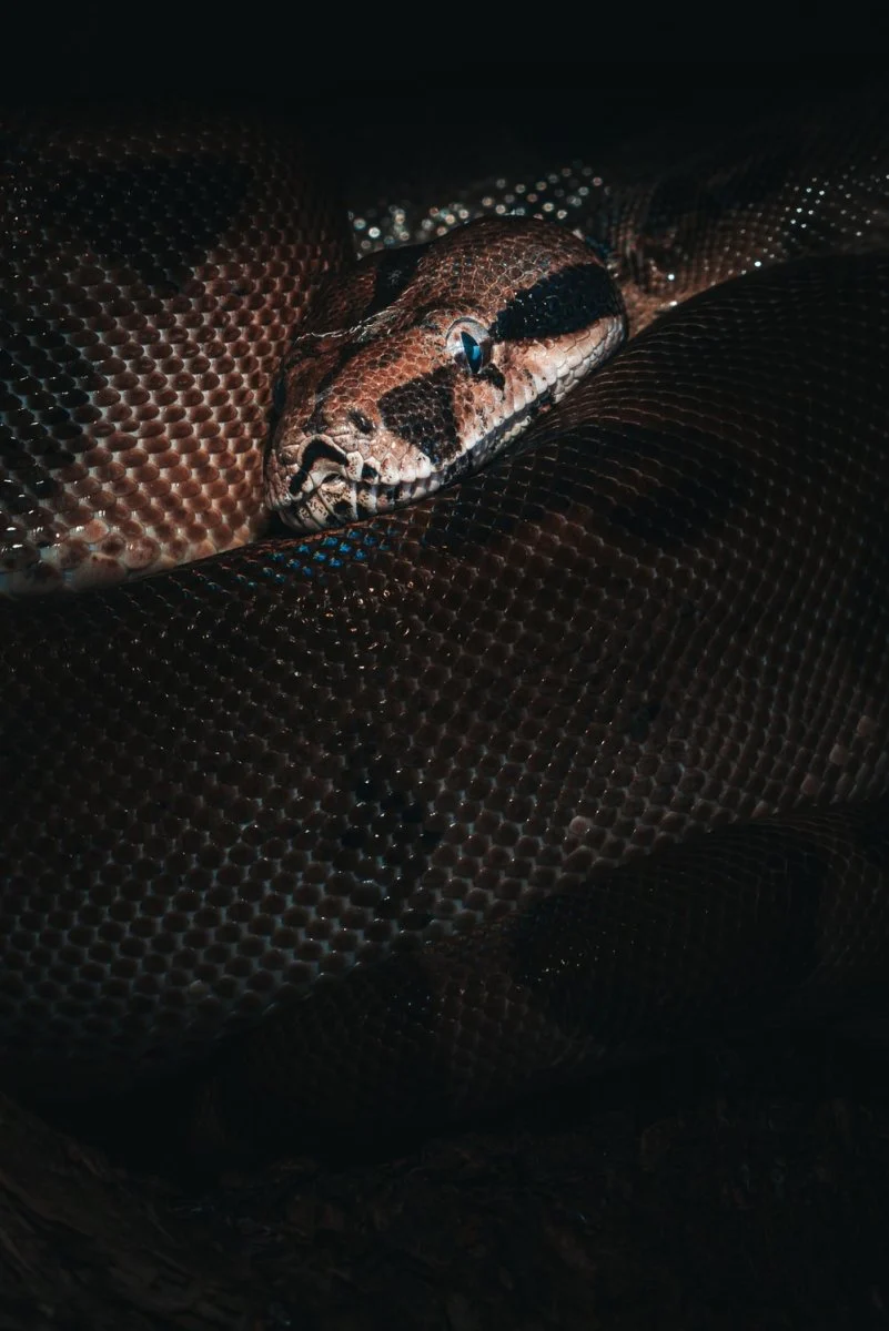 Paint By Numbers | Anaconda - Brown And Black Snake Skin