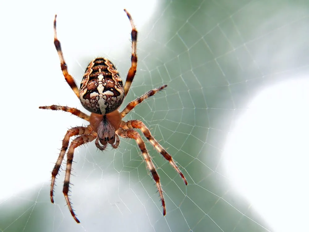 Paint By Numbers | Spider - Brown And Black Spider Close-Up Photography