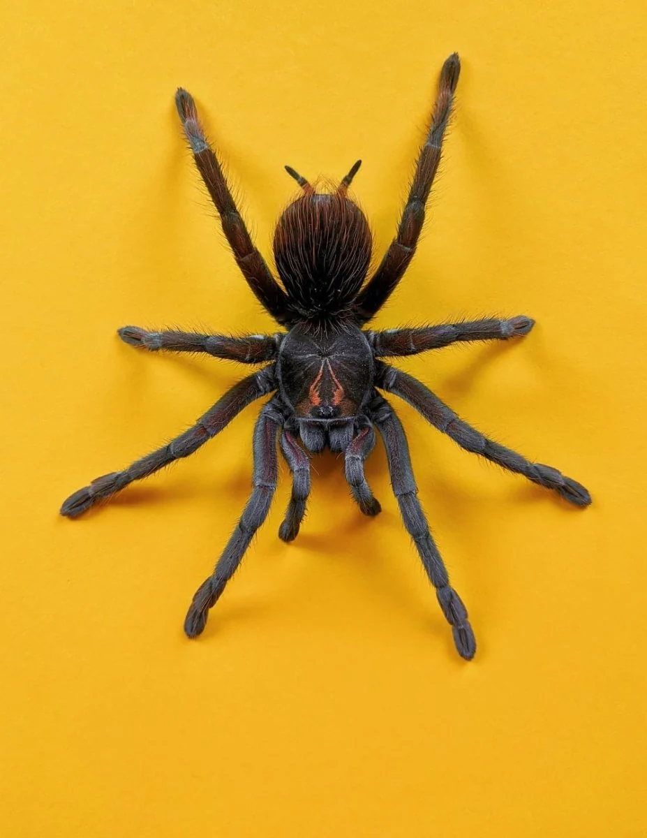 Paint By Numbers | Spider - Brown And Black Spider On Yellow Wall