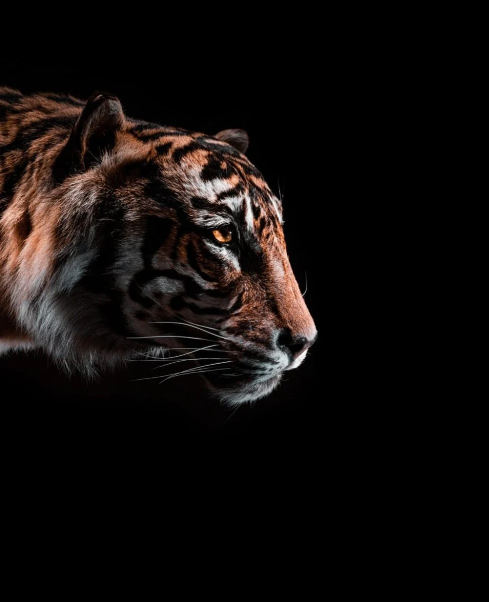 Paint By Numbers | Tiger - Brown And Black Tiger Illustration