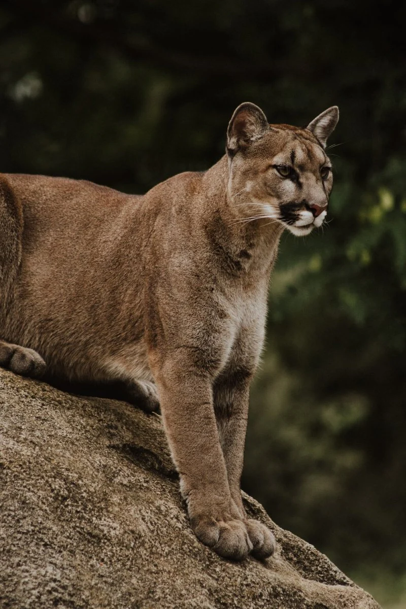 Paint By Numbers | Cougar - Brown And Black Wild Cat Sitting On Brown Rack
