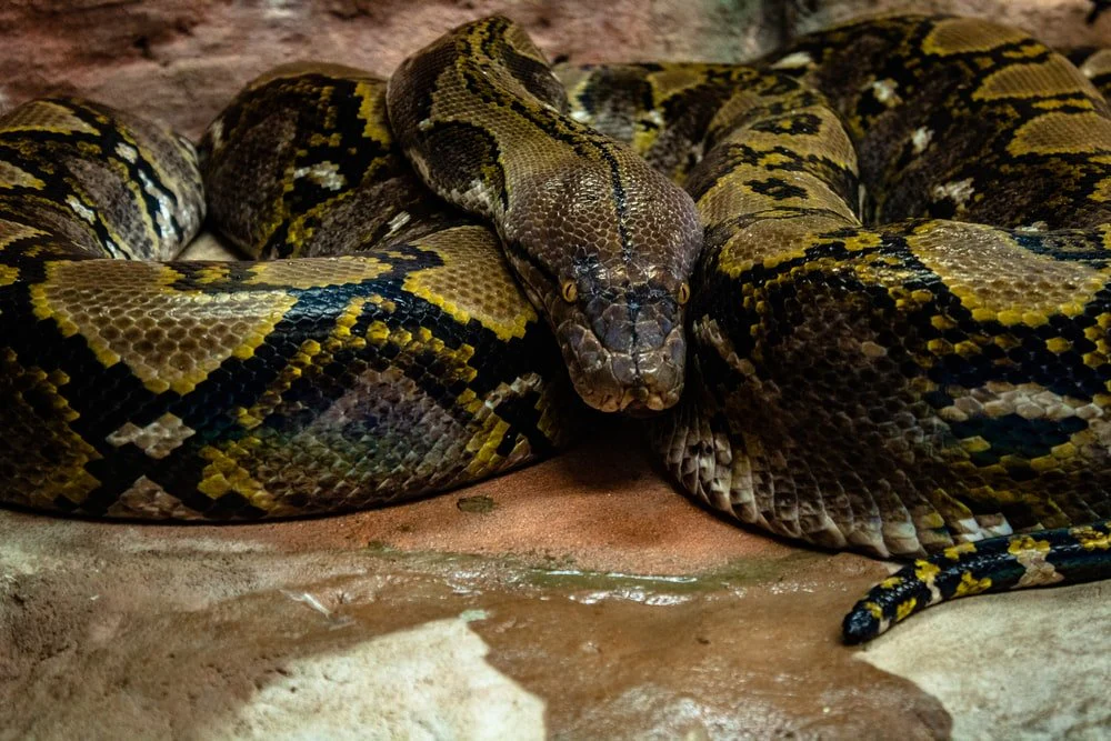 Paint By Numbers | Anaconda - Brown And Green Snake