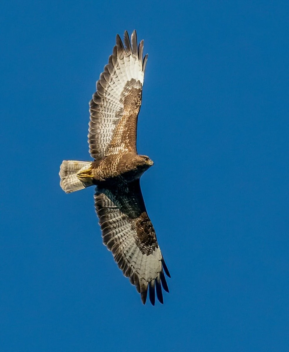 Paint By Numbers | Hawk - Brown And White Bird Flying Under Blue Sky During Daytime