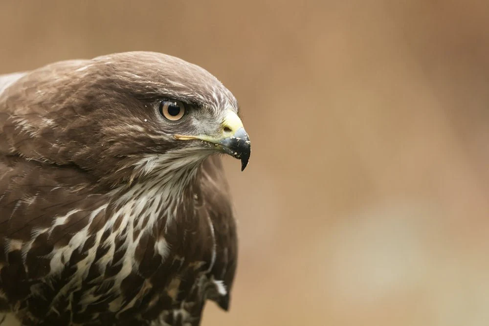 Paint By Numbers | Buzzard - Brown And White Bird In Close Up Photography