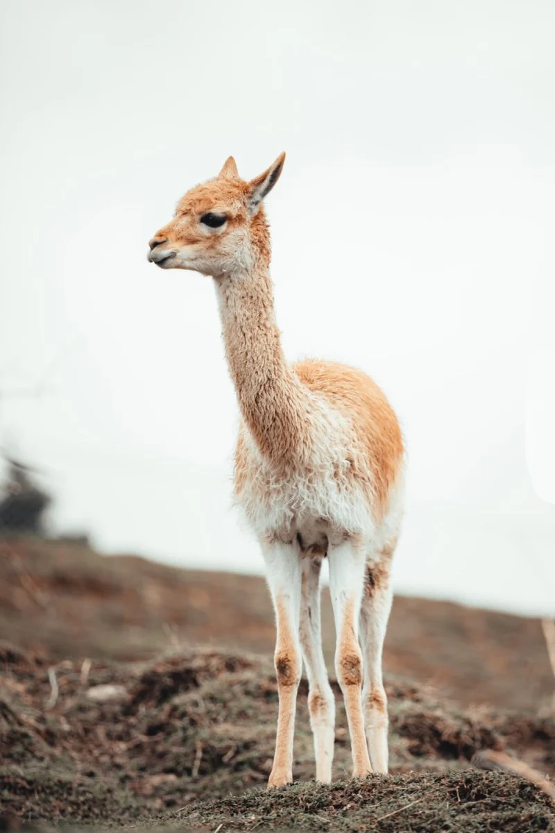 Paint By Numbers | Alpaca - Brown And White Deer On Brown Field During Daytime