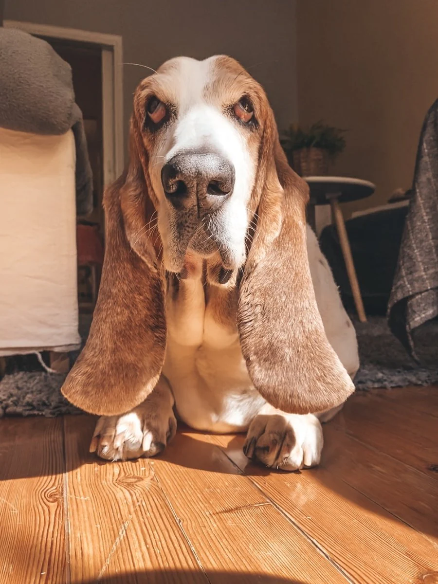 Paint By Numbers | Basset Hound - Brown And White Dog On Brown Sofa