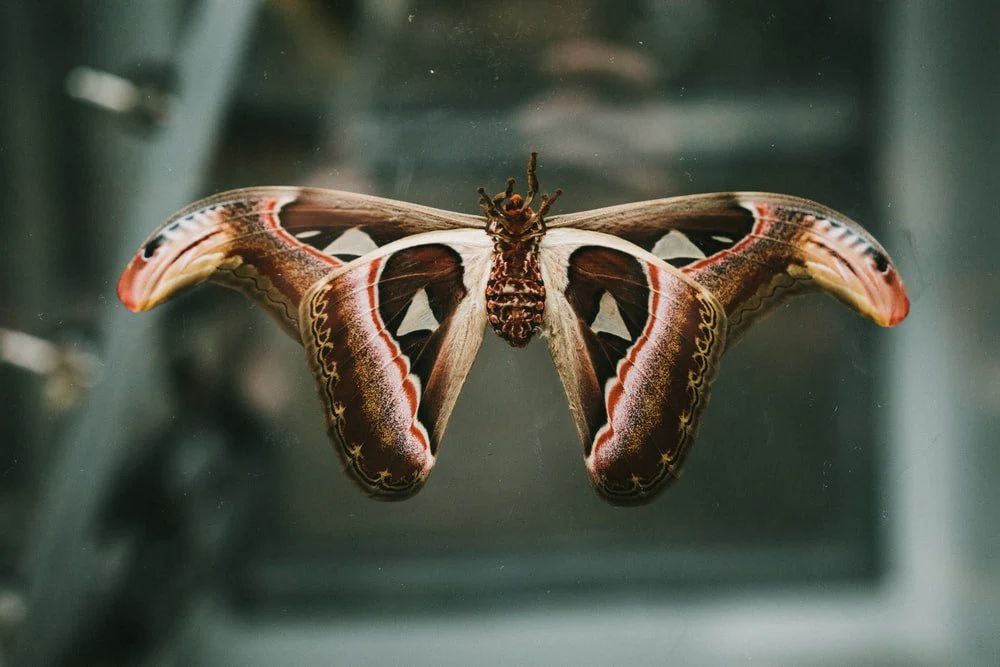 Paint By Numbers | Moth - Brown And White Dragon In Water