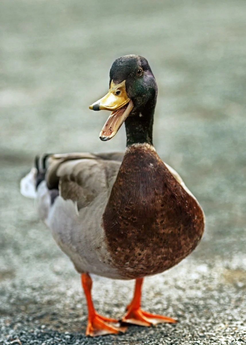Paint By Numbers | Duck - Brown And White Duck On Gray Concrete Floor