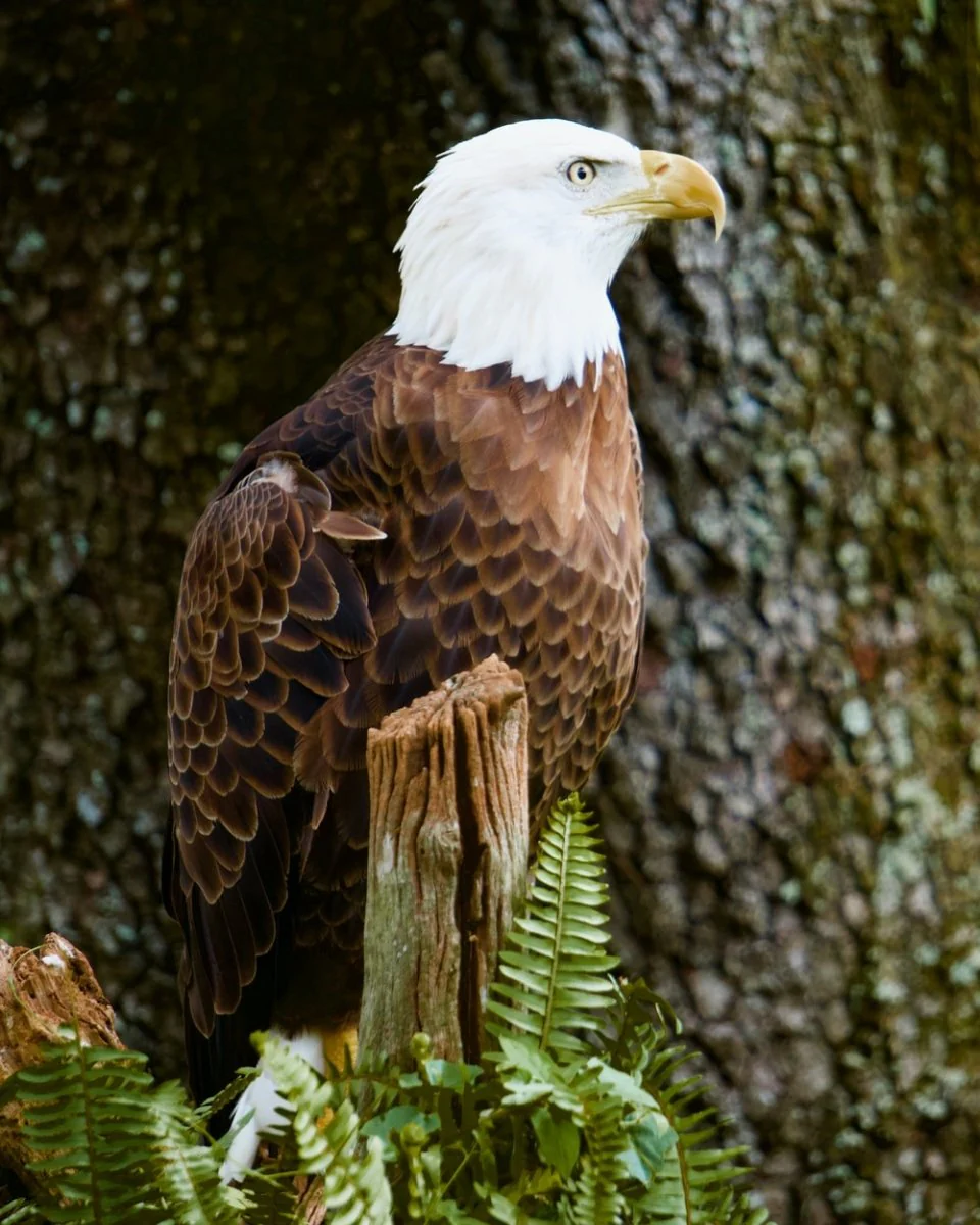 Paint By Numbers | Bald Eagle - Brown And White Eagle On Brown Tree Branch