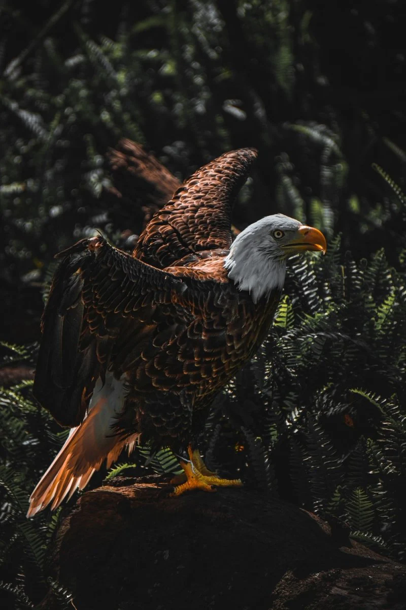 Paint By Numbers | Bald Eagle - Brown And White Eagle On Tree Branch During Daytime