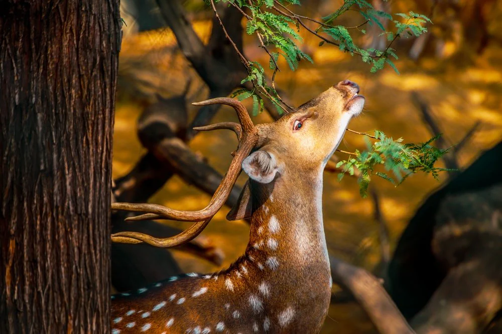 Paint By Numbers | Brown And White Giraffe In Forest During Daytime