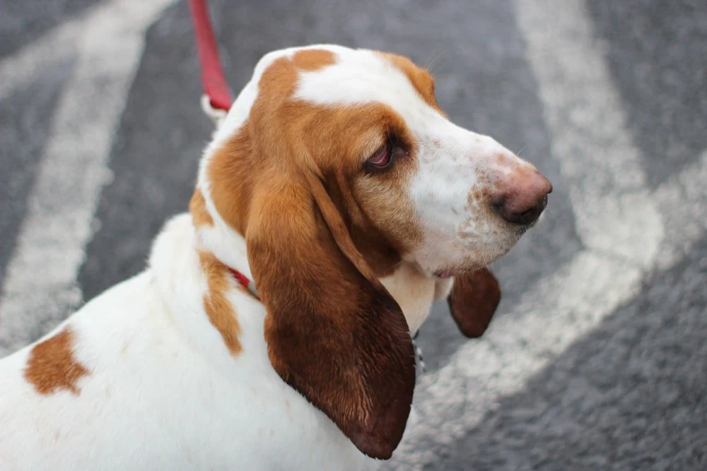 Paint By Numbers | Basset Hound - Brown And White Short-Coat Dog