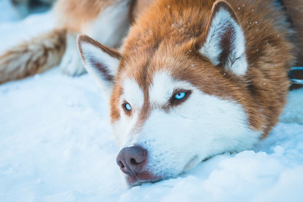 Paint By Numbers | Husky - Brown And White Siberian Husky