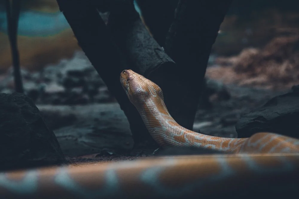 Paint By Numbers | Anaconda - Brown And White Snake On Ground