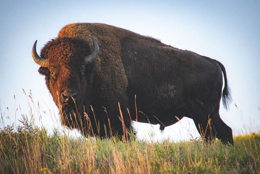 Paint By Numbers | Bison - Brown Animal