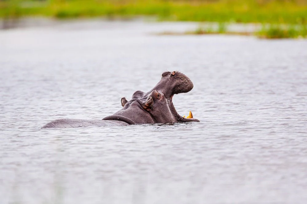 Paint By Numbers | Hippopotamus - Brown Animal On Water During Daytime