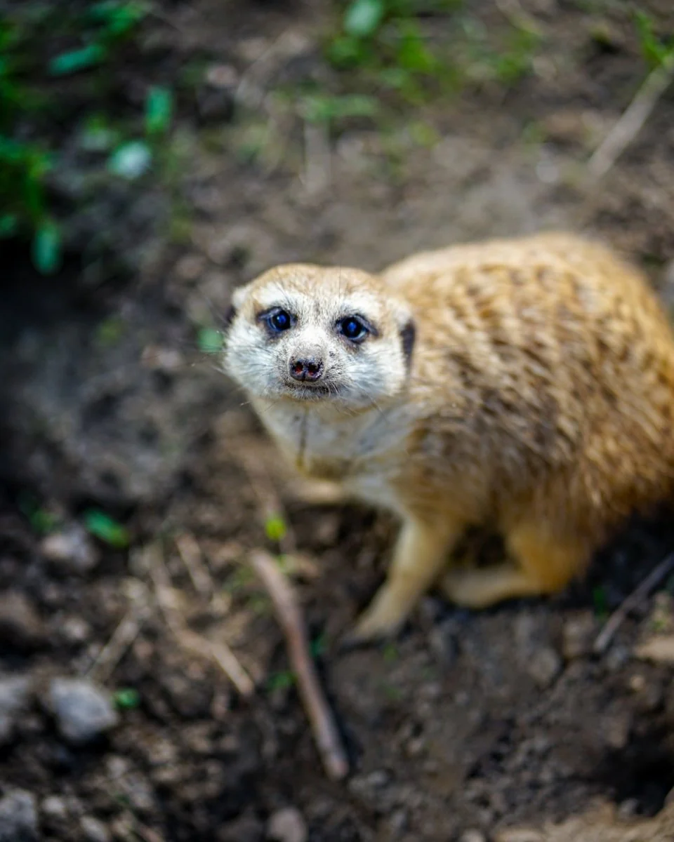 Paint By Numbers | Gopher - Brown Animal Photography
