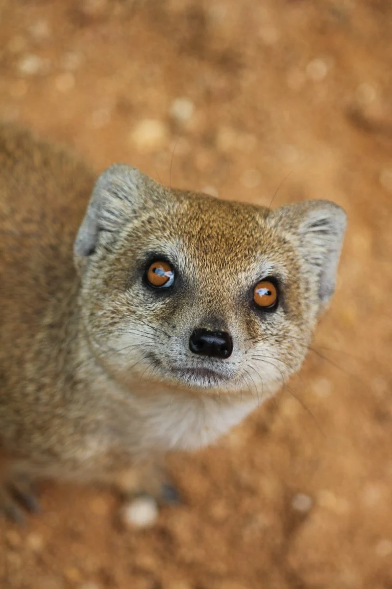 Paint By Numbers | Mongoose - Brown Animal Standing On Brown Field