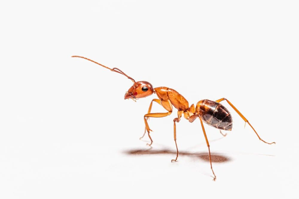 Paint By Numbers | Ant - Brown Ant On White Surface