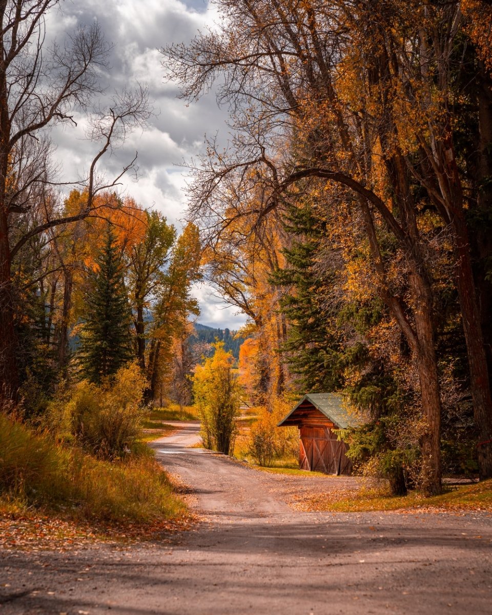 Paint By Numbers | Brown Barn Surrounded By Orange-Leafed Trees