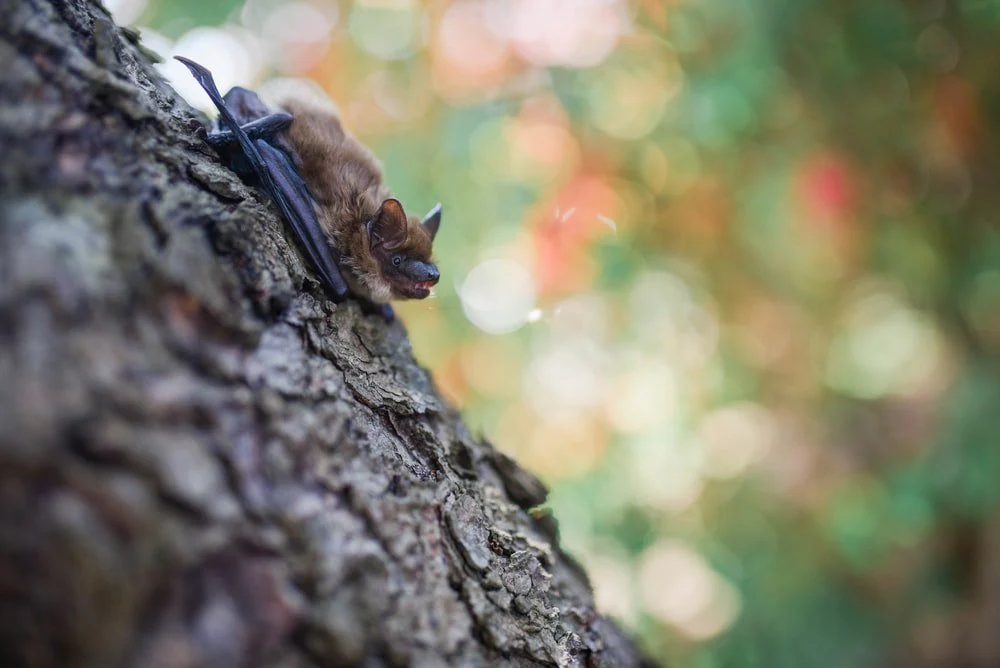 Paint By Numbers | Bat - Brown Bat On Tree Trunk In Selective Focus Photography