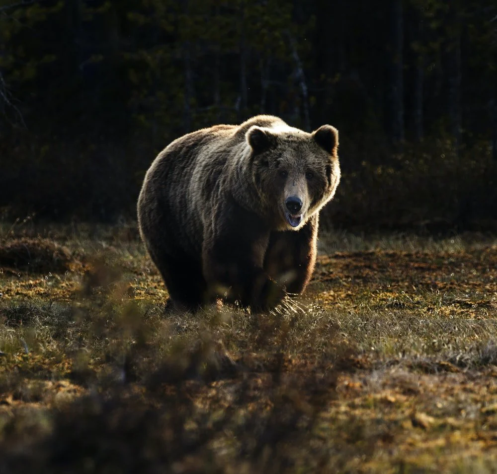 Paint By Numbers | Bear - Brown Bear