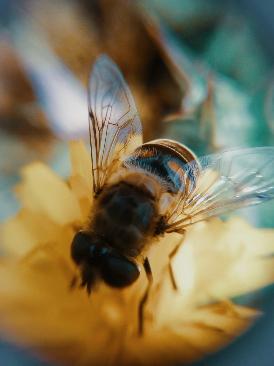 Paint By Numbers | Bee - Brown Bee