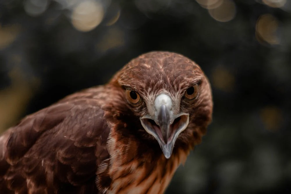 Paint By Numbers | Buzzard - Brown Bird In Close Up Photography