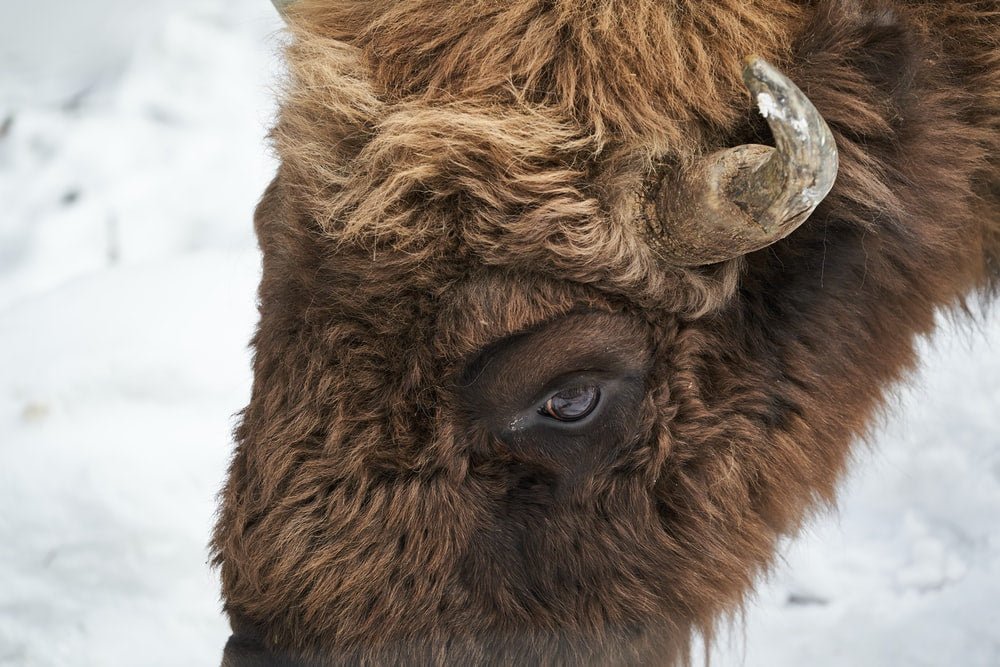 Paint By Numbers | Bison - Brown Bison