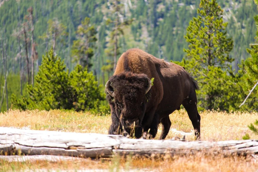 Paint By Numbers | Bison - Brown Bison Eating Grass