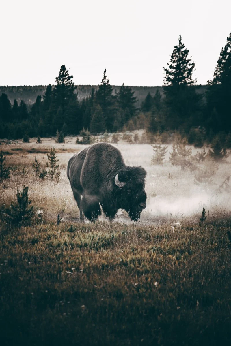Paint By Numbers | Bison - Brown Bison On Brown Grass Field During Daytime