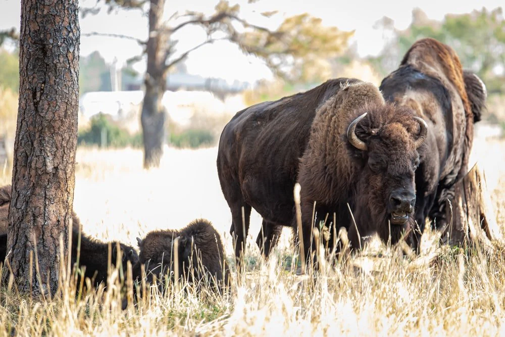 Paint By Numbers | Bison - Brown Bison On Green Grass Field During Daytime
