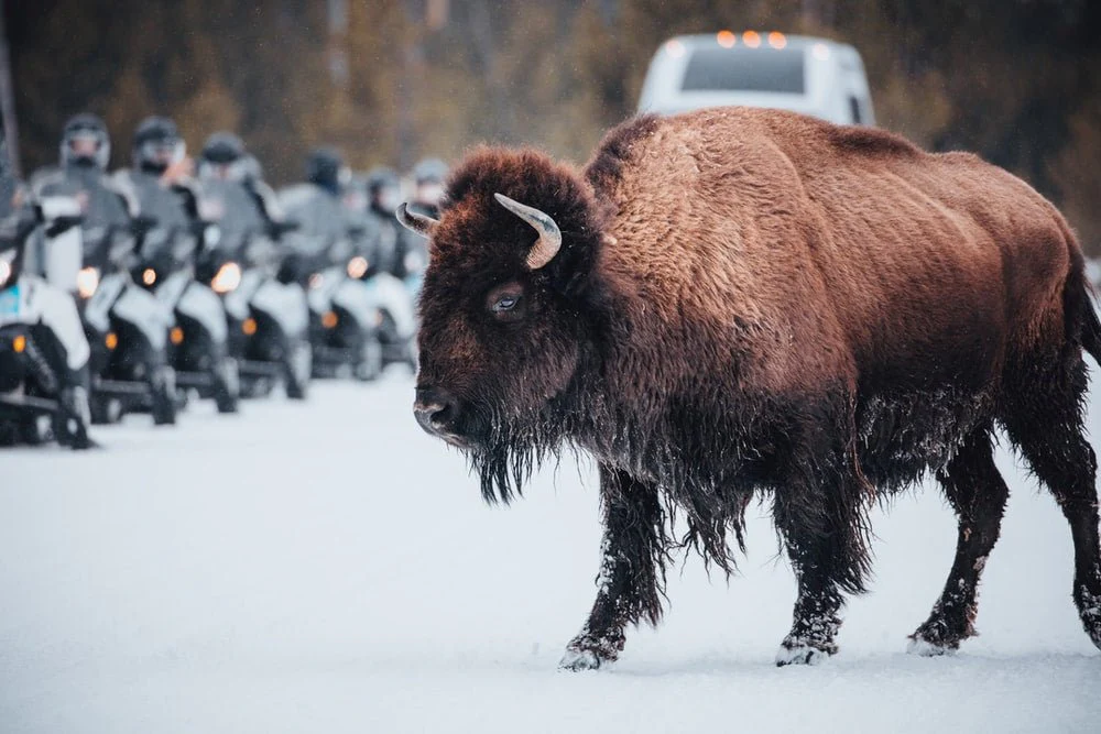 Paint By Numbers | Bison - Brown Bison On Snow Covered Ground During Daytime - Image 5