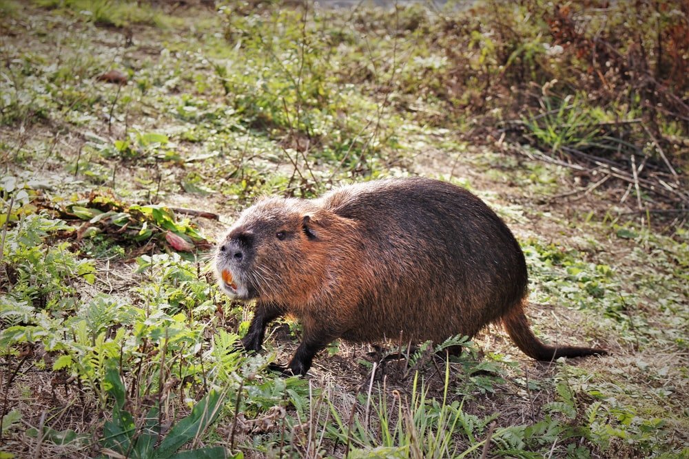 Paint By Numbers | Beaver - Brown Capybara