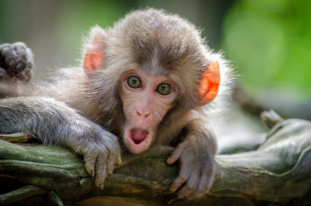 Paint By Numbers | Monkey Being Silly