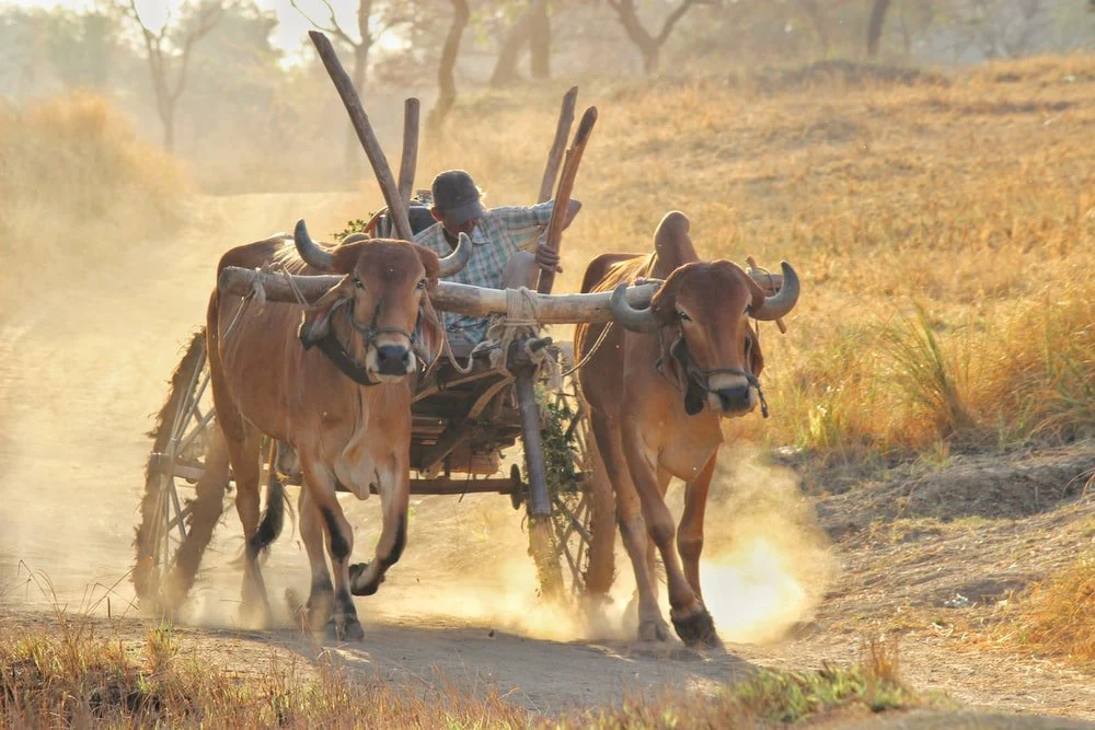 Paint By Numbers | Ox - Brown Cow On Brown Field During Daytime