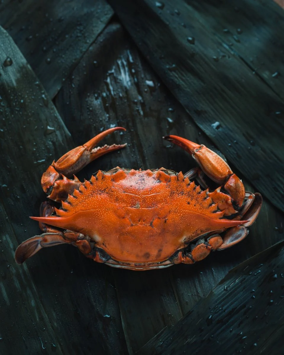 Paint By Numbers | Crab - Brown Crab On Brown Surface