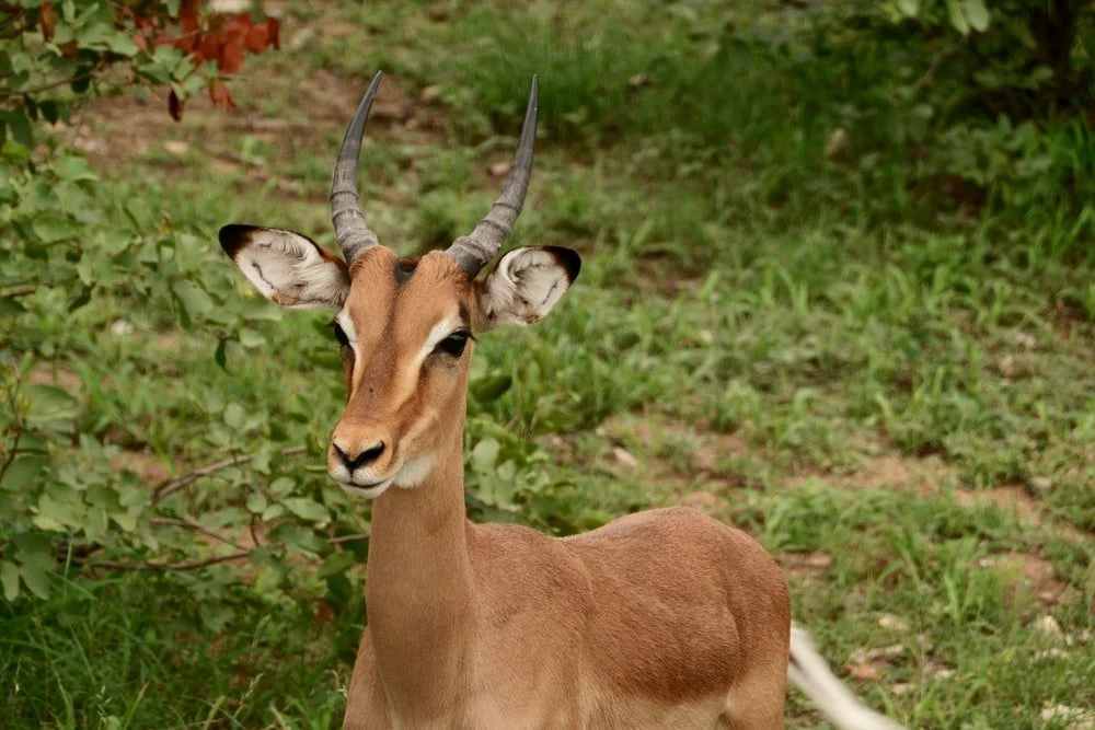 Paint By Numbers | Impala - Brown Deer On Green Grass During Daytime