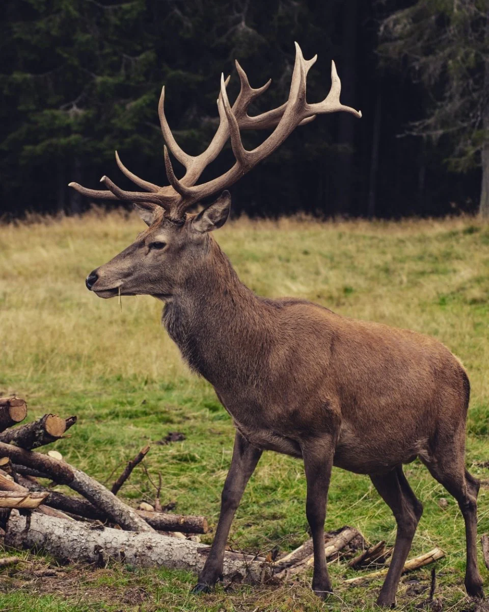Paint By Numbers | Deer - Brown Deer On Green Grass Field During Daytime